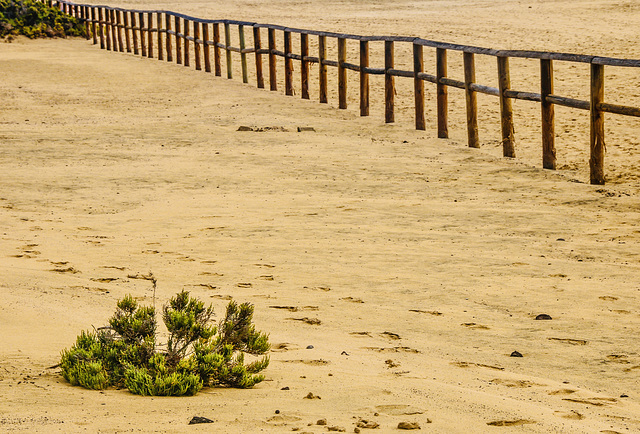 A Fence for Friday