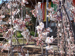 Cherry blossoms blooming