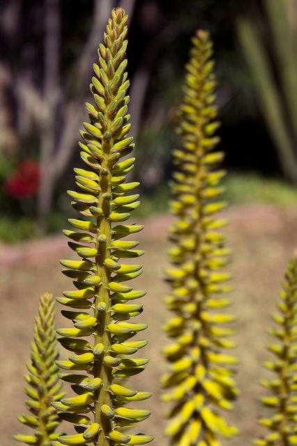 Aloe Vera blossoms