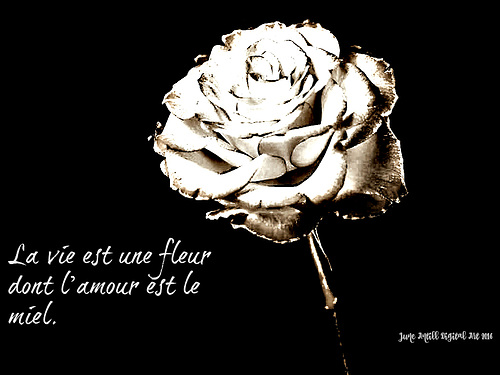 La vie est une fleur dont l’amour est le miel.