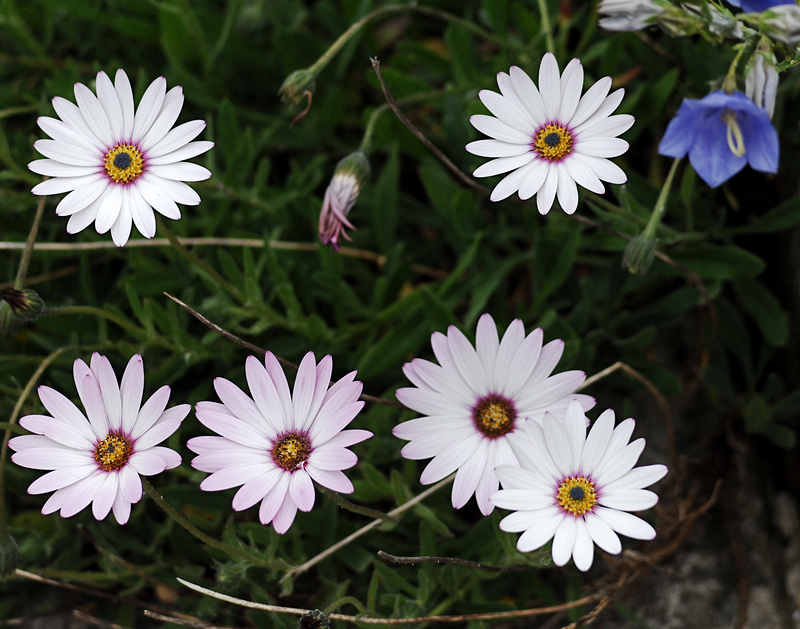 Six Daisies