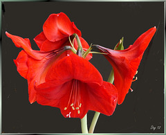 Amaryllis. ©UdoSm