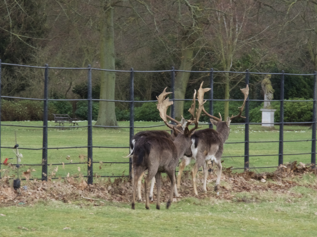 Those Snowdrops look tasty !!!  HFF