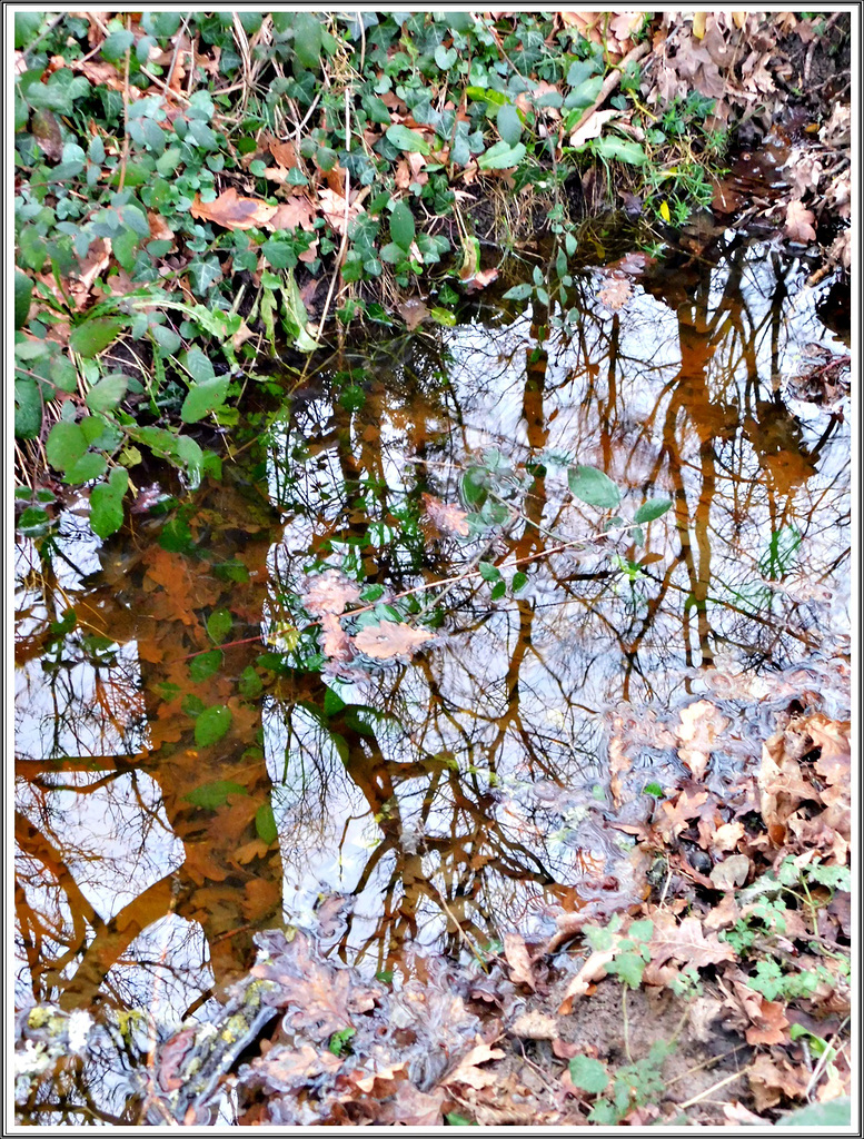 Reflets dans le chemin (22)