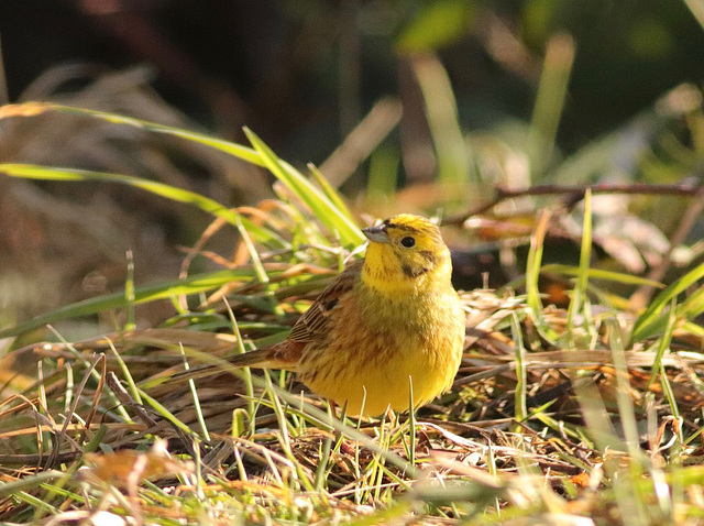 Bruant jaune (Emberiza citrinella)