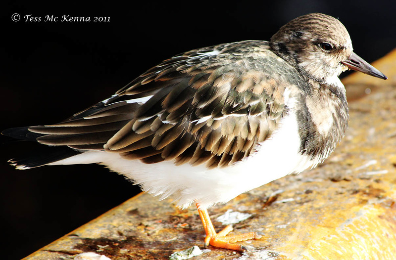 Ruddy Turnstone  014 copy