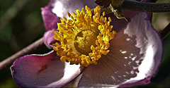 Japanese Anemone