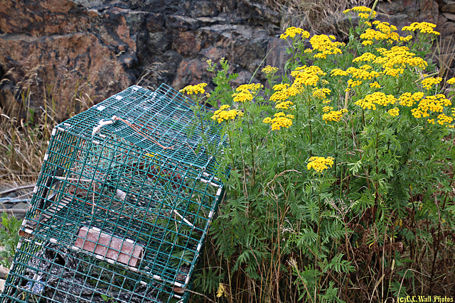 Lobster Trap in the Weeds