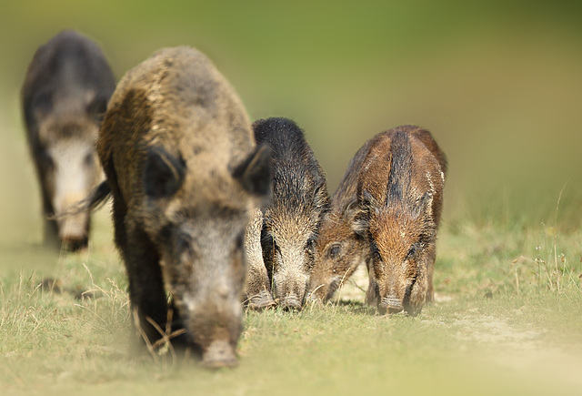 Photo de famille