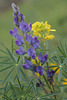 Lupinus angustifolius, Fabaceae, Ammaia, Marvão