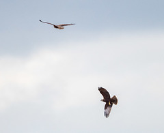 Marsh harriers