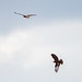 Marsh harriers