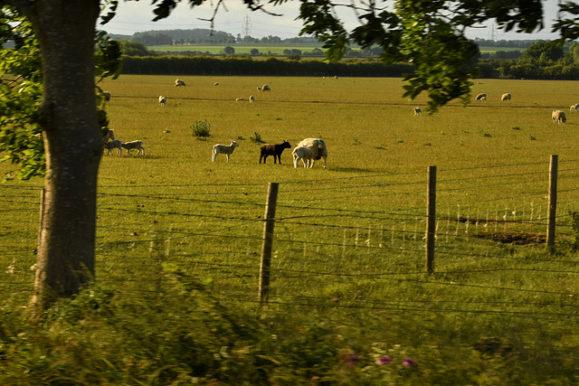 Baa Baa Ethnic Minority Sheep!