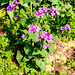 Silberblatt (Lunaria)