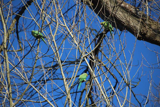 A walk near the Hogsmill river