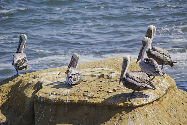 Pelicans