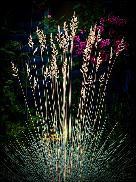 Blauschwingel - Ähren im Abendlicht