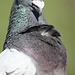 IMG 3904 Pigeon dpp