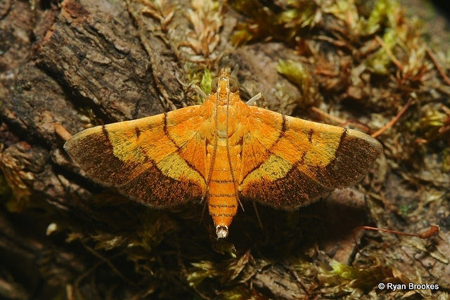 Syngamia latimarginalis Walker, 1859