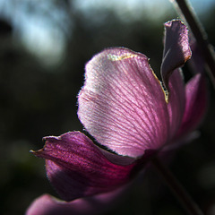 Japanese Anemone