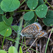 Common blue butterfly2