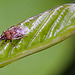 20110519 2884RMw [D~MI] Insekt, Großes Torfmoor, Hille-1