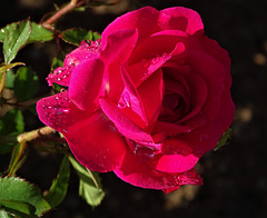 ...une rose pour un policier lâchement assassiné...