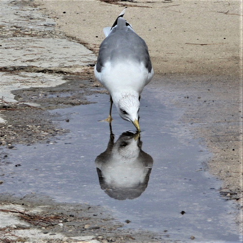 "Je ris de me voir si belle en ce miroir..."