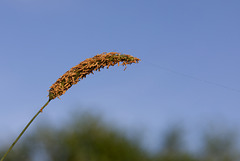 Gras Spannung