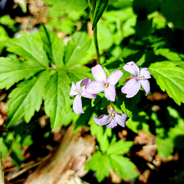 Silberblatt (Lunaria)