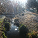 A walk near the Hogsmill river