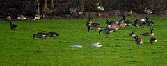 Bar headed geese