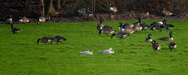 Bar headed geese