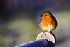 European Robin