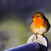 European Robin