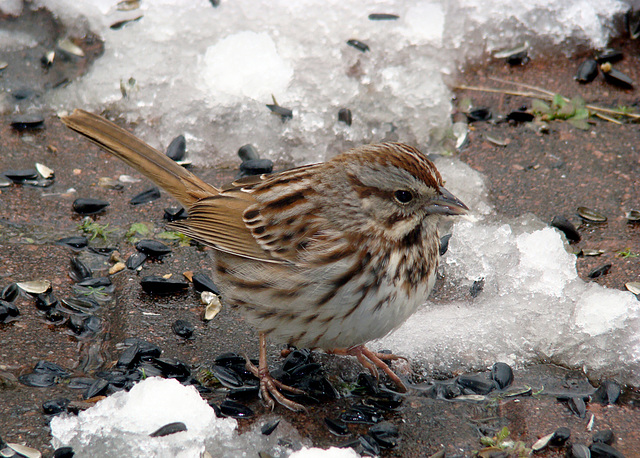 Song Sparrow