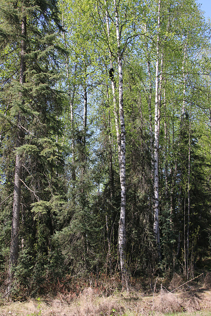 Up a tree