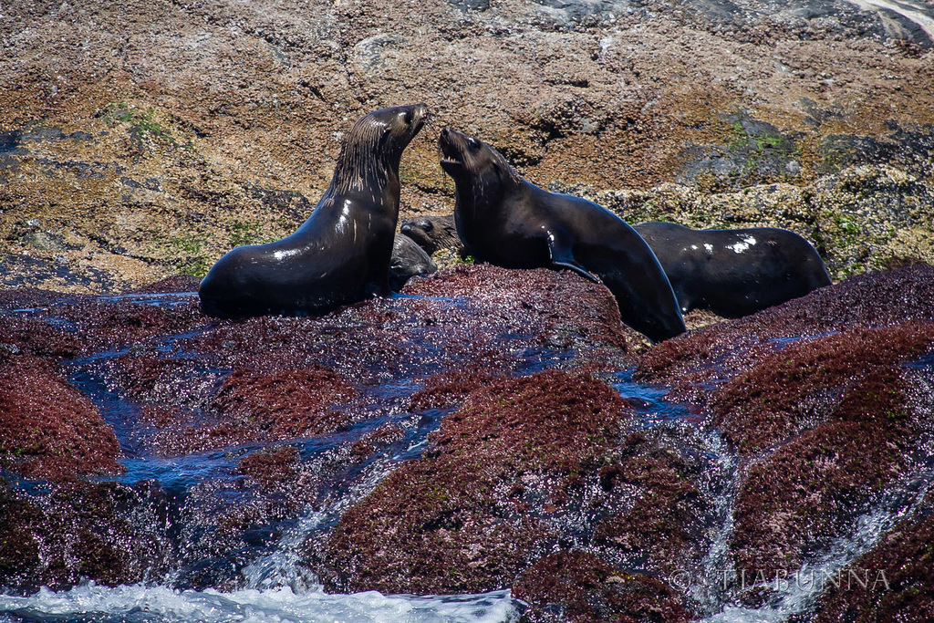 Australian Fur Seals