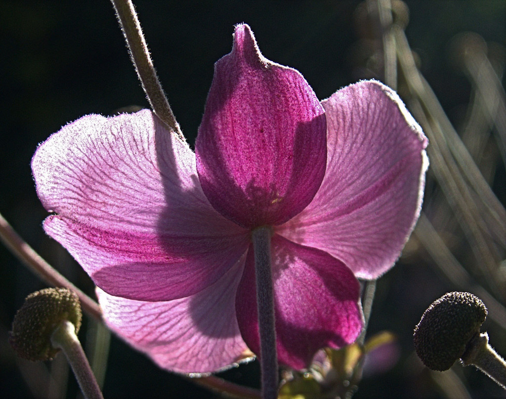 Japanese Anemone