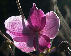 Japanese Anemone
