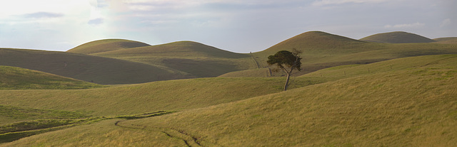 Lone Tree on a grassy landscape