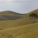 Lone Tree on a grassy landscape