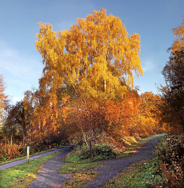 Birch colours