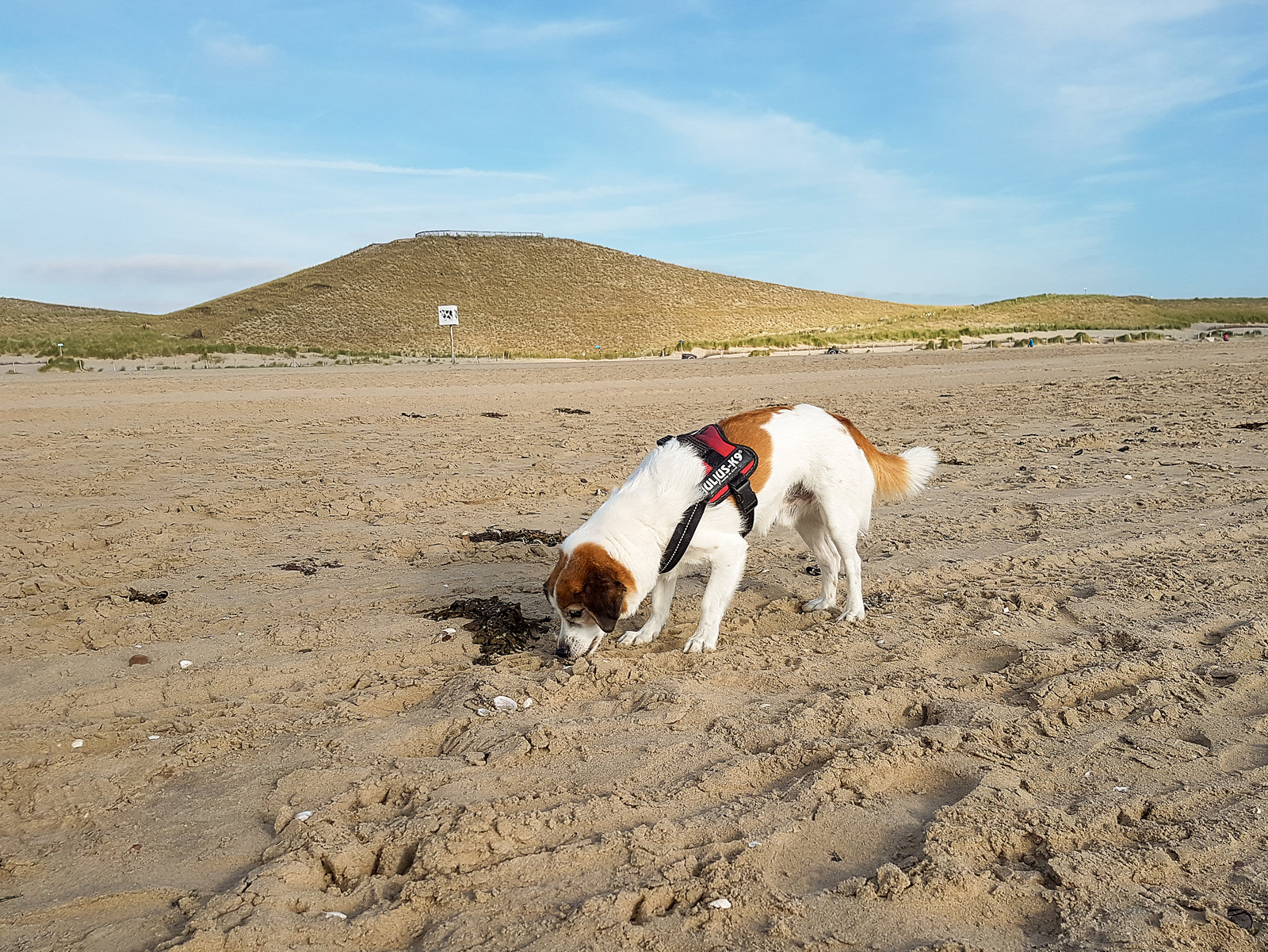 Niederlande - Petten