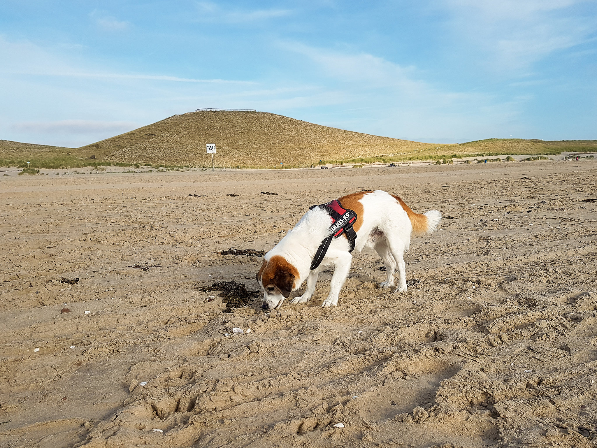 Niederlande - Petten