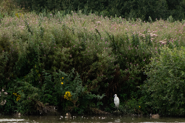 Little Egret from Bridge Screen