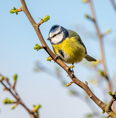 Blue tit