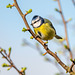 Blue tit