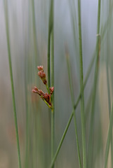 Grasblüte