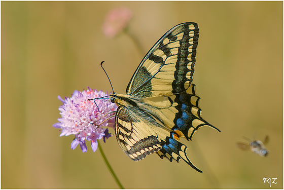 Machaon (Papilio machaon)